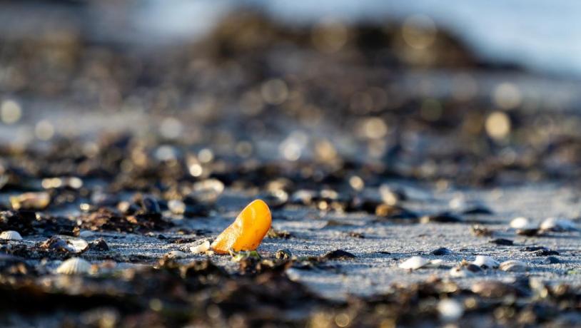 rav på strand