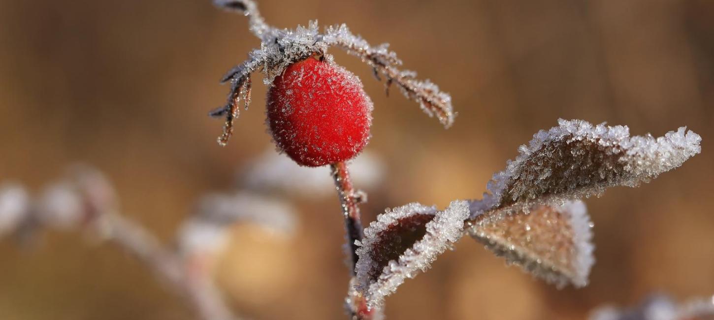 Frost på hyben