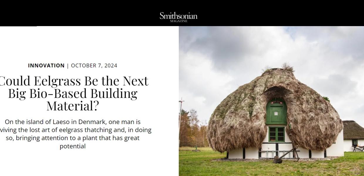 Artikel Smithsonian Magazine Anna Fiorentina om ålegræs og tangtage