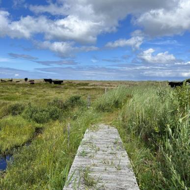 Danish Hiking på Læsø, Holtemmen